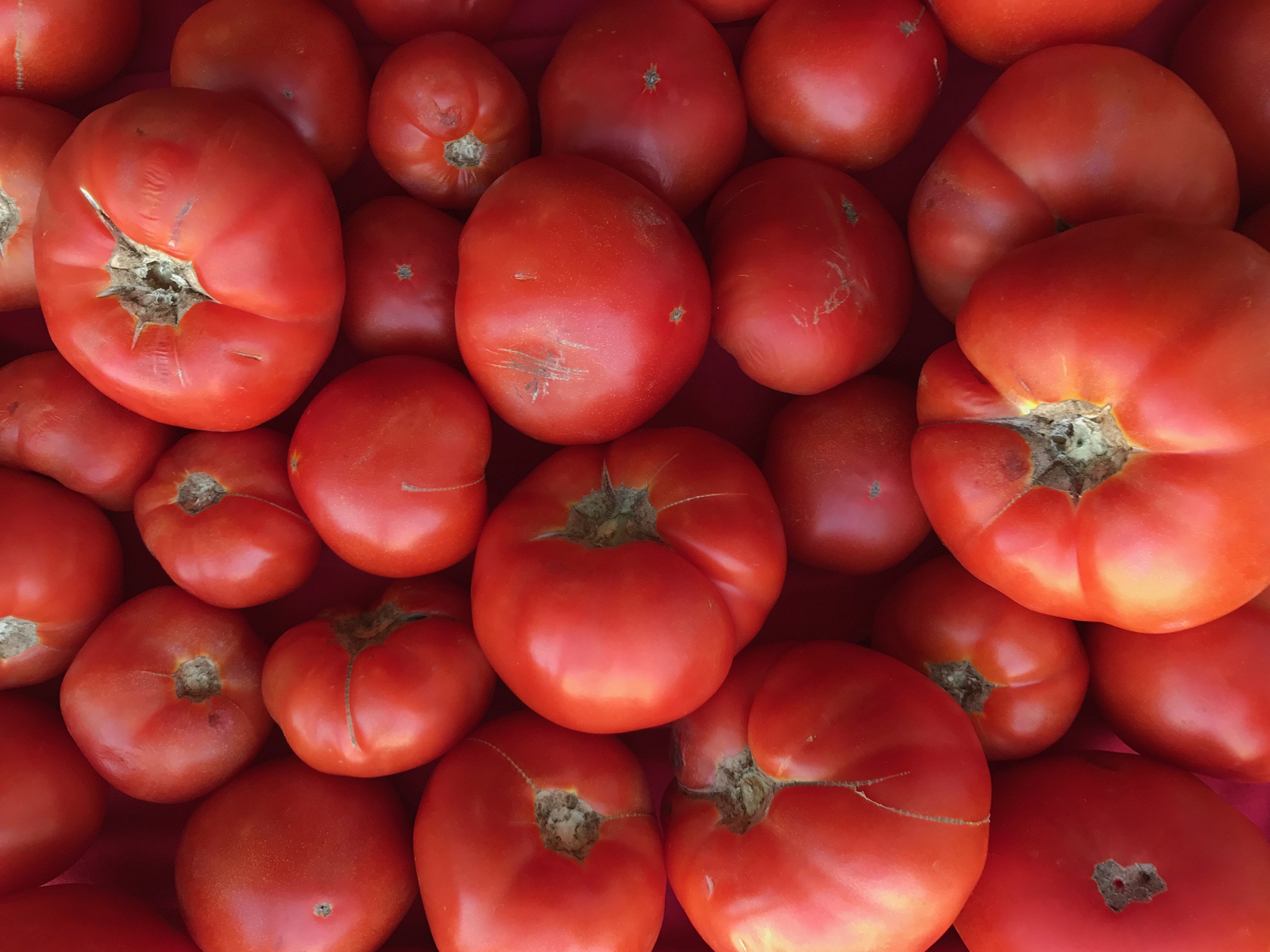 Crates of imperfect tomatoes
